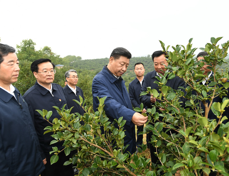 　　9月16日至18日，中共中央总书记、国家主席、中央军委主席习近平在河南考察。这是17日上午，习近平来到信阳市光山县槐店乡司马光油茶园，实地察看油茶树种植和挂果情况。新华社记者 谢环驰 摄